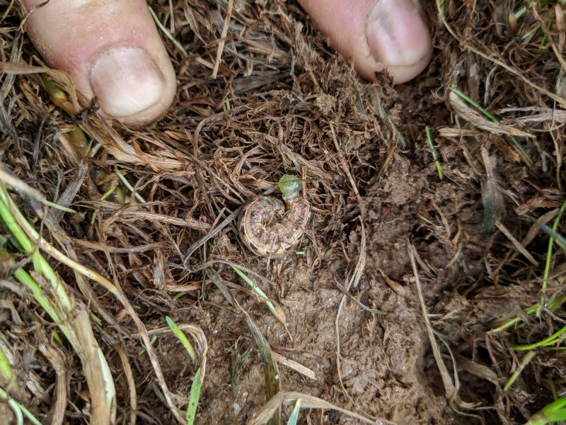 Grub Control