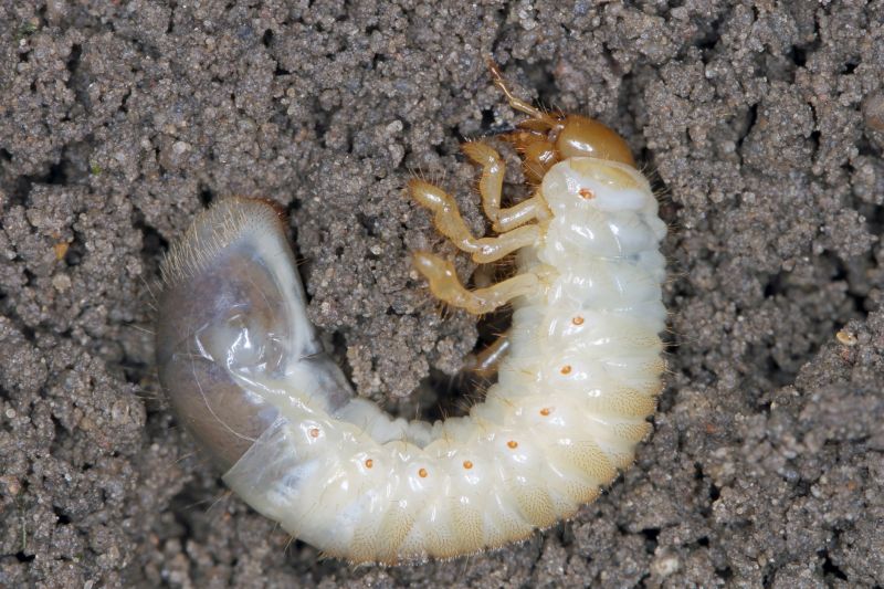 Grub Control