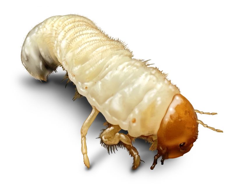 Grub Control
