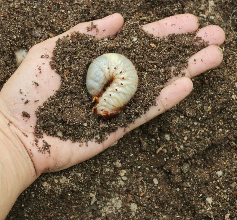 Grub Control