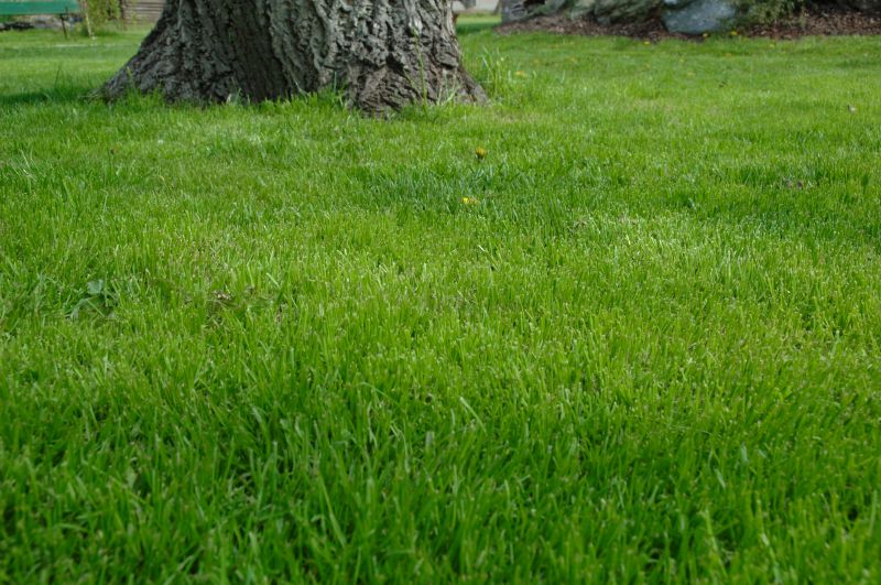 Healthy Lawn Close-up
