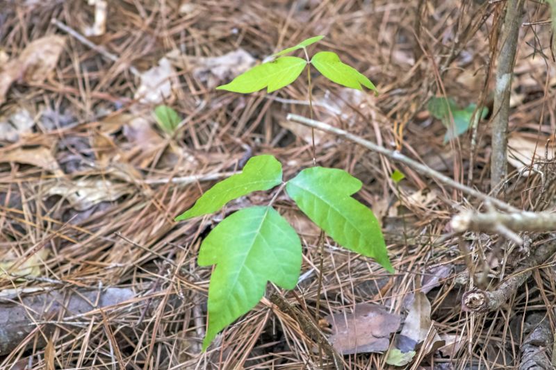 Poison Ivy Removal