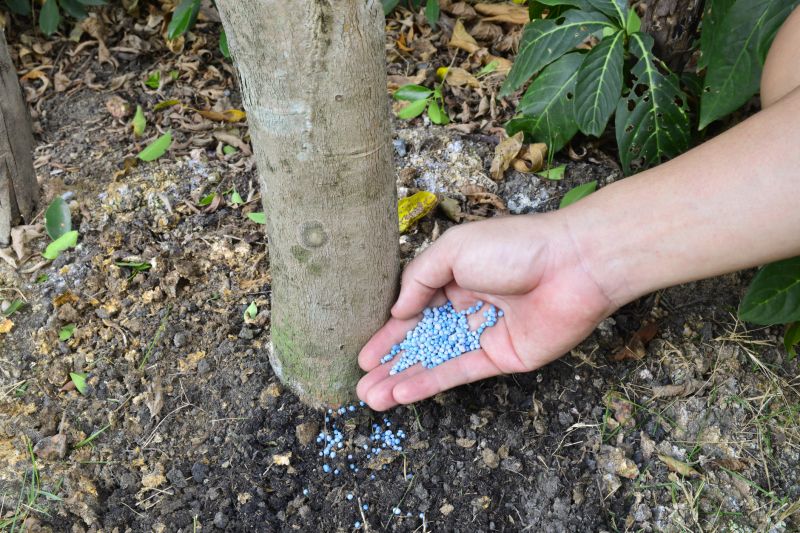 Yard Fertilization